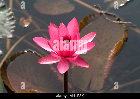 Seerose, Codrington College, St. John Parish, Barbados Stockfoto