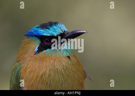 Blau gekrönter Motmot Stockfoto