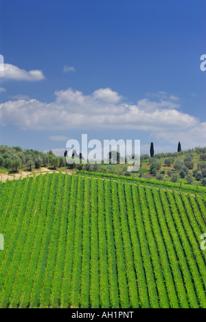 Geraden Reihen von Reben im Weinberg und Olive Bäume in der Toskana Italien mit blauem Himmel Stockfoto
