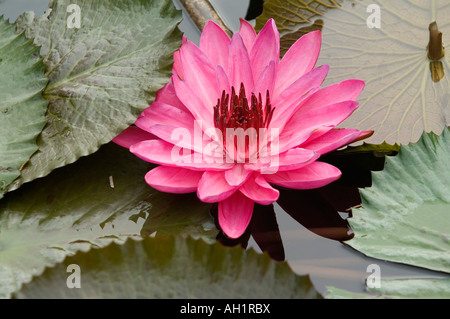 Seerose, Codrington College, St. John Parish, Barbados Stockfoto