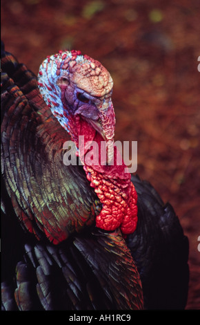 Nahaufnahme von wilden männlichen Türkei Tom mit leuchtend roten Flechtwerk Meleagris gallopavo Stockfoto