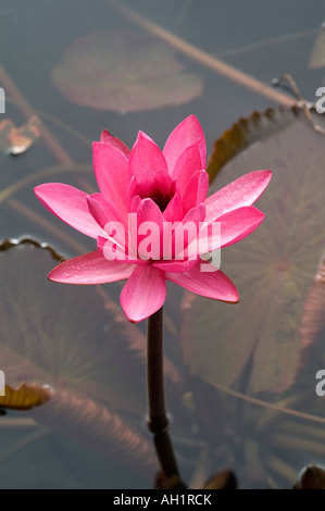 Seerose, Codrington College, St. John Parish, Barbados Stockfoto