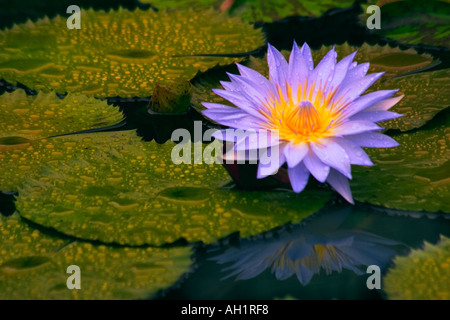 Lila Seerose und grüne Seerosen mit Wassertropfen und Reflexion Stockfoto