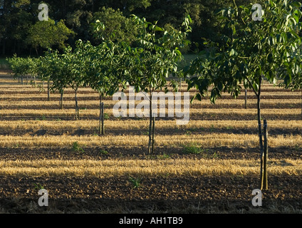 Walnut Grove junge Bäumchen mit Mais Stoppeln zwischen im späten Abendlicht Frankreich 2005 Stockfoto