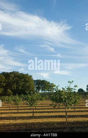 Walnut Grove junge Bäumchen mit Mais Stoppeln zwischen im späten Abendlicht Frankreich 2005 Stockfoto