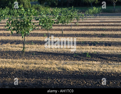 Walnut Grove junge Bäumchen mit Mais Stoppeln zwischen in den späten Abend Licht Stockfoto