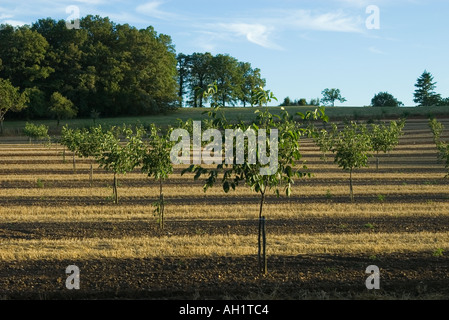 Walnut Grove junge Bäumchen mit Mais Stoppeln zwischen in den späten Abend Licht Stockfoto