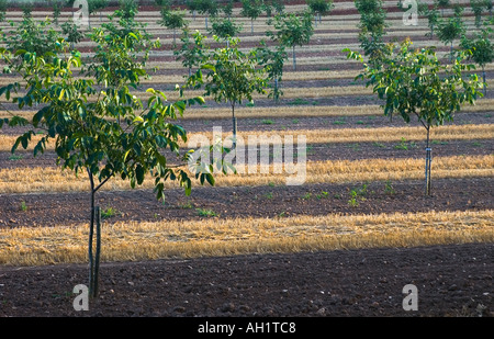 Walnut Grove junge Bäumchen mit Mais Stoppeln zwischen im späten Abendlicht Frankreich 2005 Stockfoto