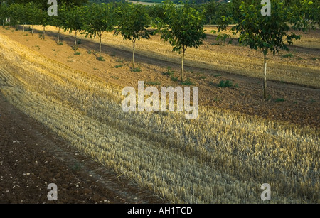 Walnut Grove junge Bäumchen mit Mais Stoppeln zwischen in den späten Abend Licht Stockfoto