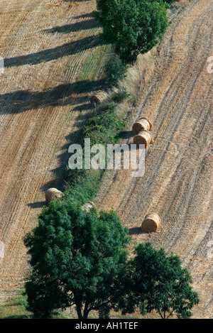 Hay rollt in ein Feld diagonal Zusammensetzung mit Bäumen Stockfoto