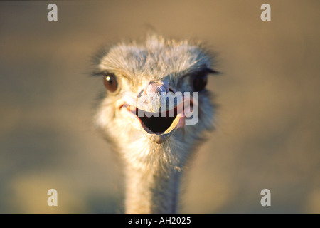 Eine Nahaufnahme Porträt eines Strauß in der Nähe von Oudtshoorn in Südafrika. Stockfoto