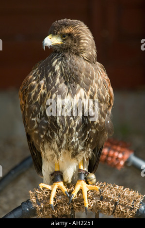 Juvenile Harris Hawk Parabuteo unicinctus Stockfoto