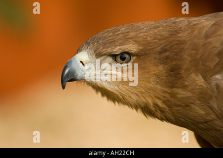 Männliche Tawny Adler Aquila rapax Stockfoto