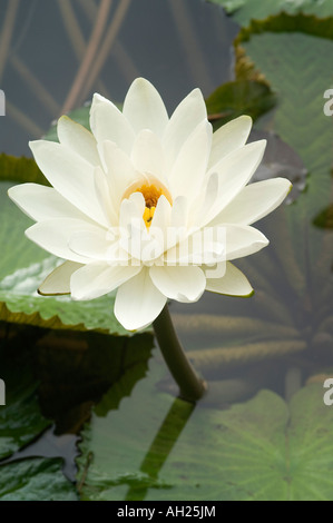 Seerose, Codrington College, St. John Parish, Barbados Stockfoto