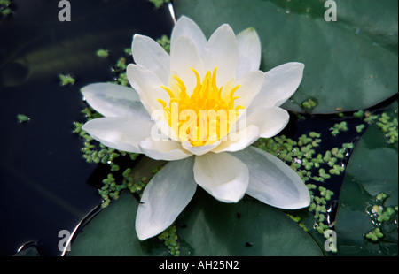 Weiße Seerose Stockfoto