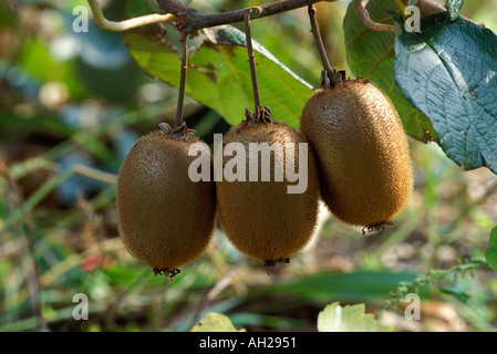 Kiwis auf Kiwi Baum Stockfoto