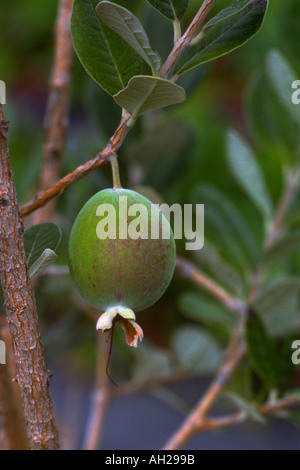 Feijoa-Baum (Feijowa Sellowiana) Nahaufnahme der Frucht am Baum Stockfoto