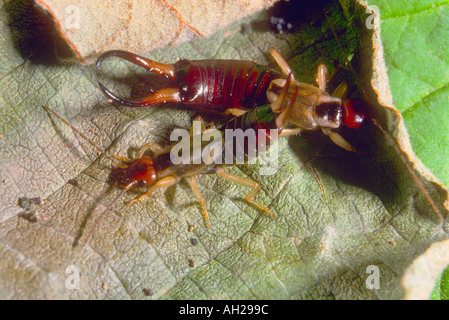 Gemeinsame oder europäische Ohrwürmer, Forficula Auricularia. Paar auf Blatt Stockfoto