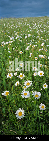 Oxeye Margeriten (Leucanthemum Vulgare). Bergige Altay. Sibirien. Russland Stockfoto