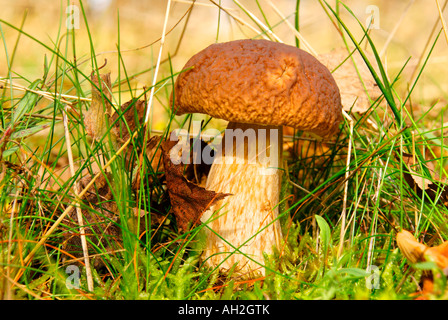 Mushroom.Poland Bory Borów Nationalpark im Herbst. September Stockfoto