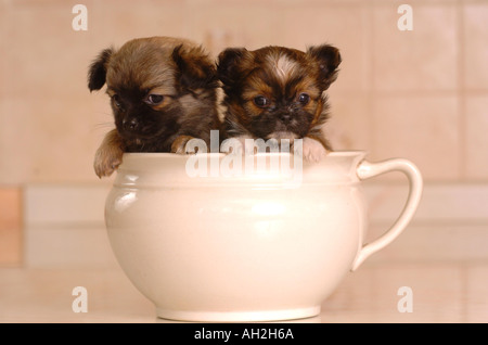 Shih Tzu Chihuahua oder ShiChi, Welpen. Stockfoto