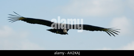 Amerikanische Schwarzgeier Coragyps atratus Stockfoto