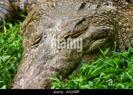 Riesen Krokodil ruht auf dem grünen Rasen auf einer Flussseite in Panama Mittelamerika Stockfoto