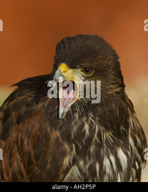 Juvenile Harris Hawk Parabuteo unicinctus Stockfoto