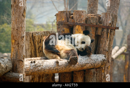 Panda in Gefangenschaft Peking Zoo Stockfoto