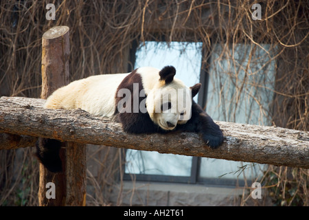 Panda in Gefangenschaft Peking Zoo Stockfoto