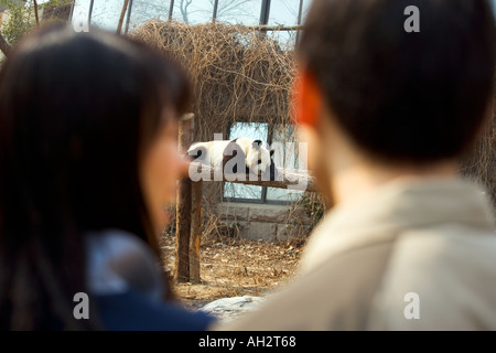 Peking Zoo Panda Stockfoto
