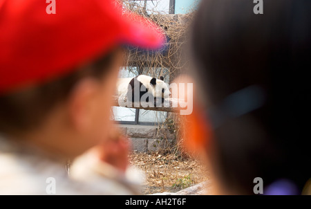 Panda in Gefangenschaft Peking Zoo Stockfoto