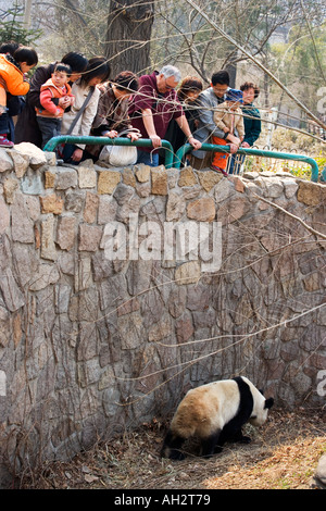 Panda in Gefangenschaft Peking Zoo Stockfoto