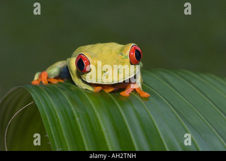 Red eyed Laubfrosch Stockfoto