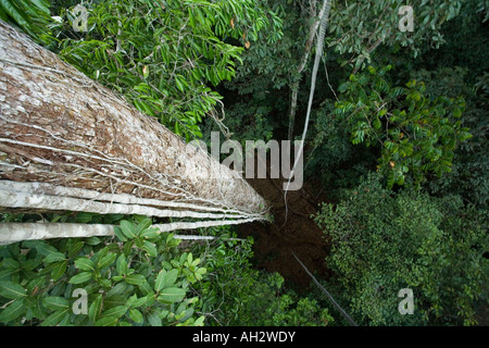 Canopy 50m über den Amazonas-Dschungel Stockfoto