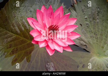 Seerose, Codrington College, St. John Parish, Barbados Stockfoto