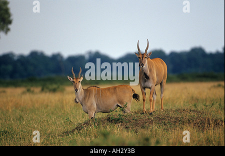 zwei gemeinsame Eland / Tauro Oryx Stockfoto