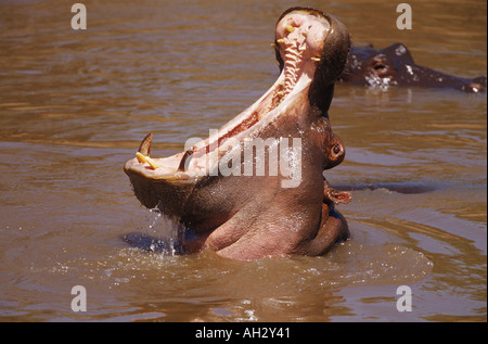 Nilpferd im Wasser mit geöffneten Mund / Hippopotamus Amphibius Stockfoto