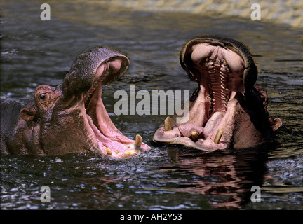 zwei Nilpferde im Wasser - Poltern / Hippopotamus Amphibius Stockfoto