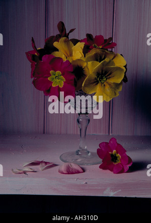 Stillleben mit gelben und roten Polyanthus Primeln in stemmed Glasvase Stockfoto