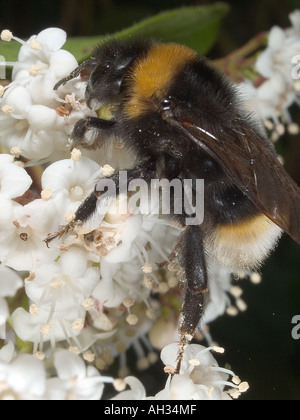 Nahaufnahme einer Hummel Fütterung auf eine mexikanische Orange Blüte Blume. Stockfoto