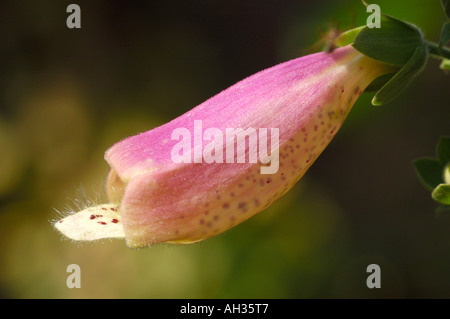 Fingerhut im Herbst Licht. Stockfoto