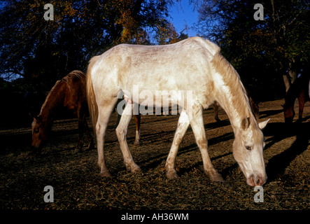 Nord-Amerika Stockfoto