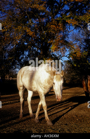 1, 1, Pferde grasen auf der Weide, Weide, Weide, Stadt Bandera, Bandera, Hill Country, Bandera County, Texas, USA, Nordamerika Stockfoto