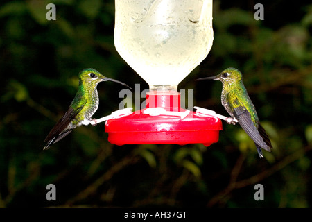 Zwei grüne gekrönt brillante Kolibris an Feeder Stockfoto