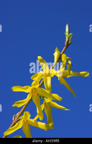 Forsythia Blumen intermedia Spectabilis (goldenen Glocken) gegen Himmel Stockfoto