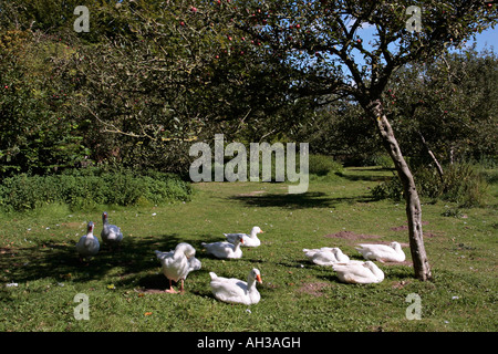 Kleine Herde von weißen Gänse im englischen Garten Stockfoto