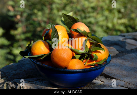 Frisch gepflückt Mandarinen im November Crete Stockfoto