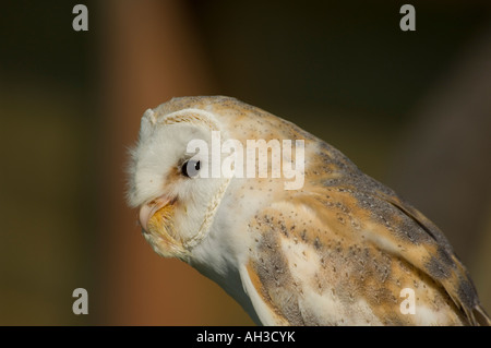 Schleiereule (Tyto alba) Essen ein Küken Stockfoto