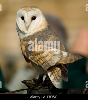 Schleiereule (Tyto alba) sitzen auf der Handler Hand, Großbritannien Stockfoto